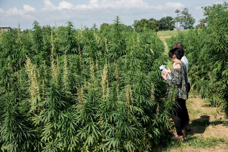 Plant Science Professor, Legal Scholar Talk Obstacles to Hemp Research and Legalizing Marijuana
