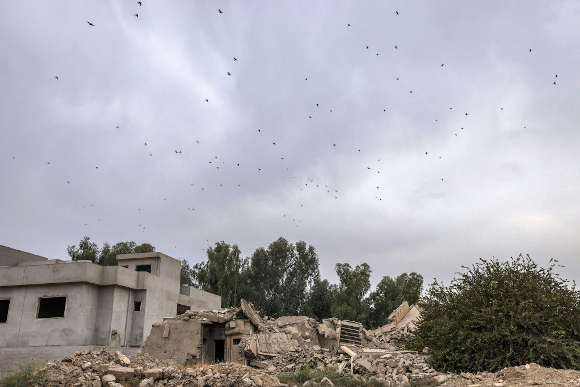 web_Drones-by-Ivor-Prickett