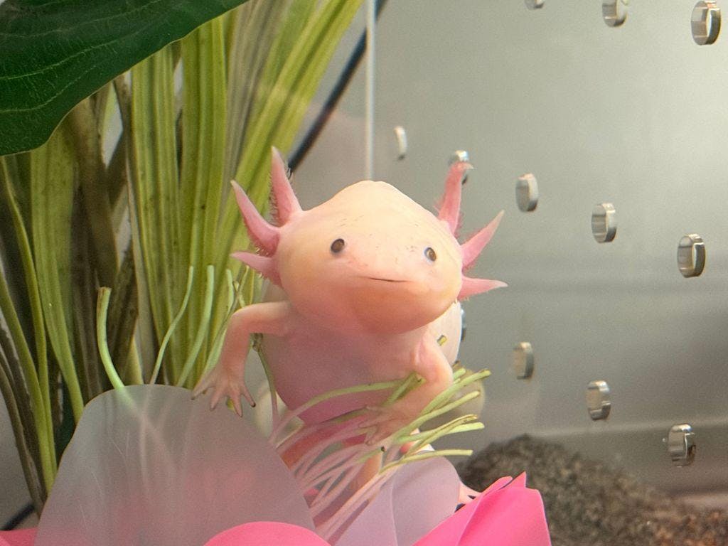 axolotl axle