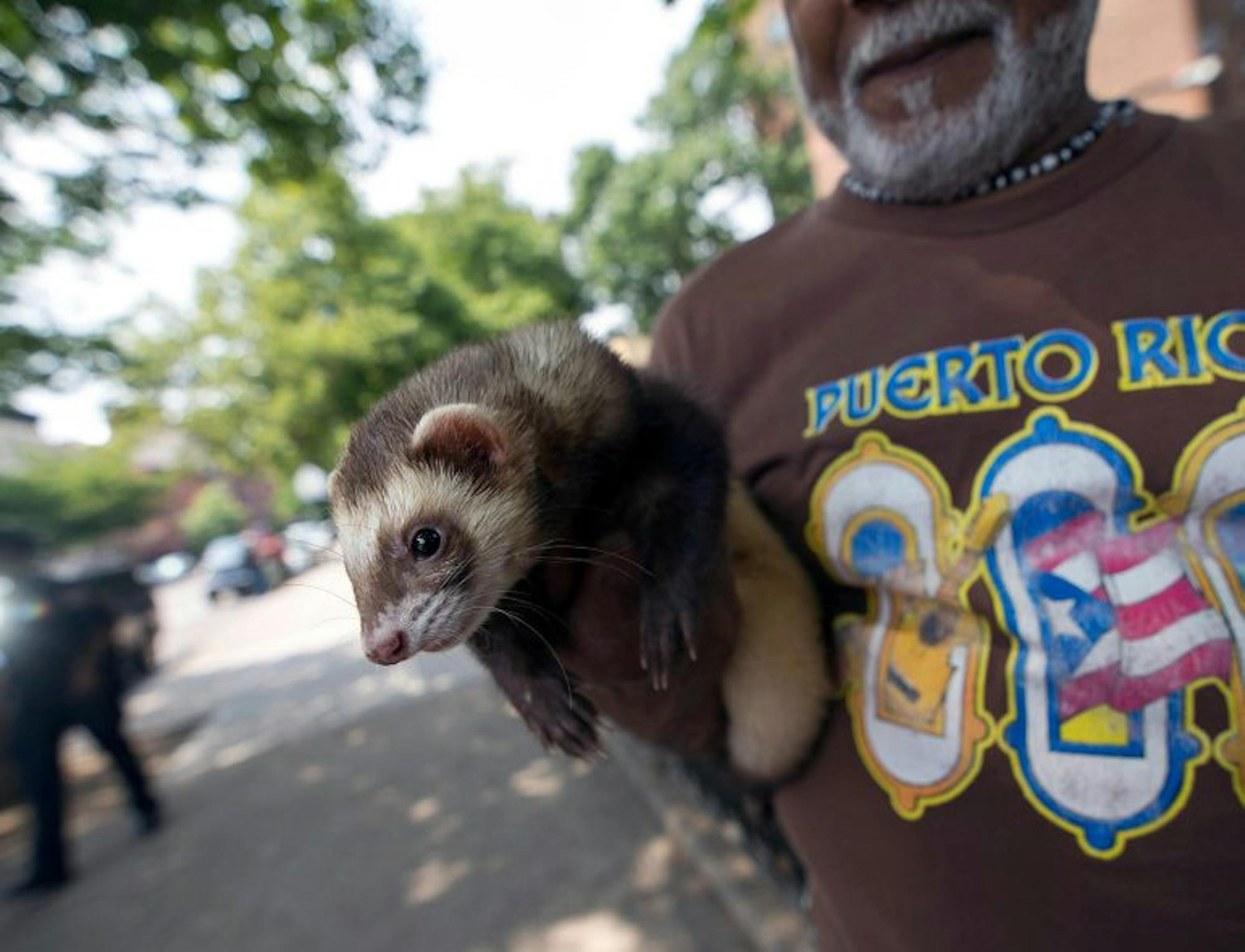 NY_FERRET_BAN-scaled