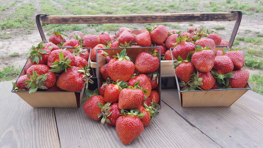 Pg3-Strawberry-COLOR-