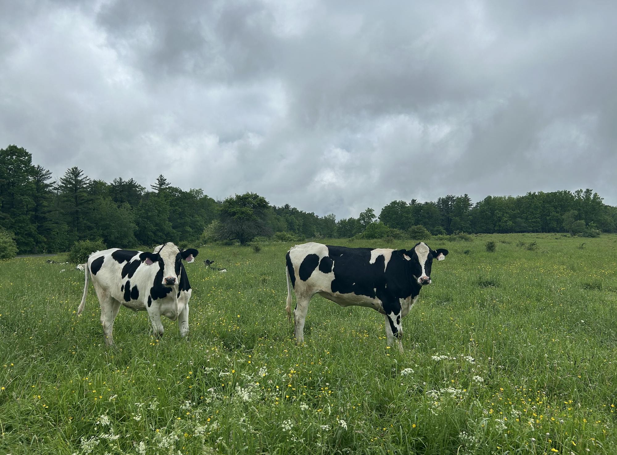 Screenshot 2025-07-26 at 6.29.31 PM.png