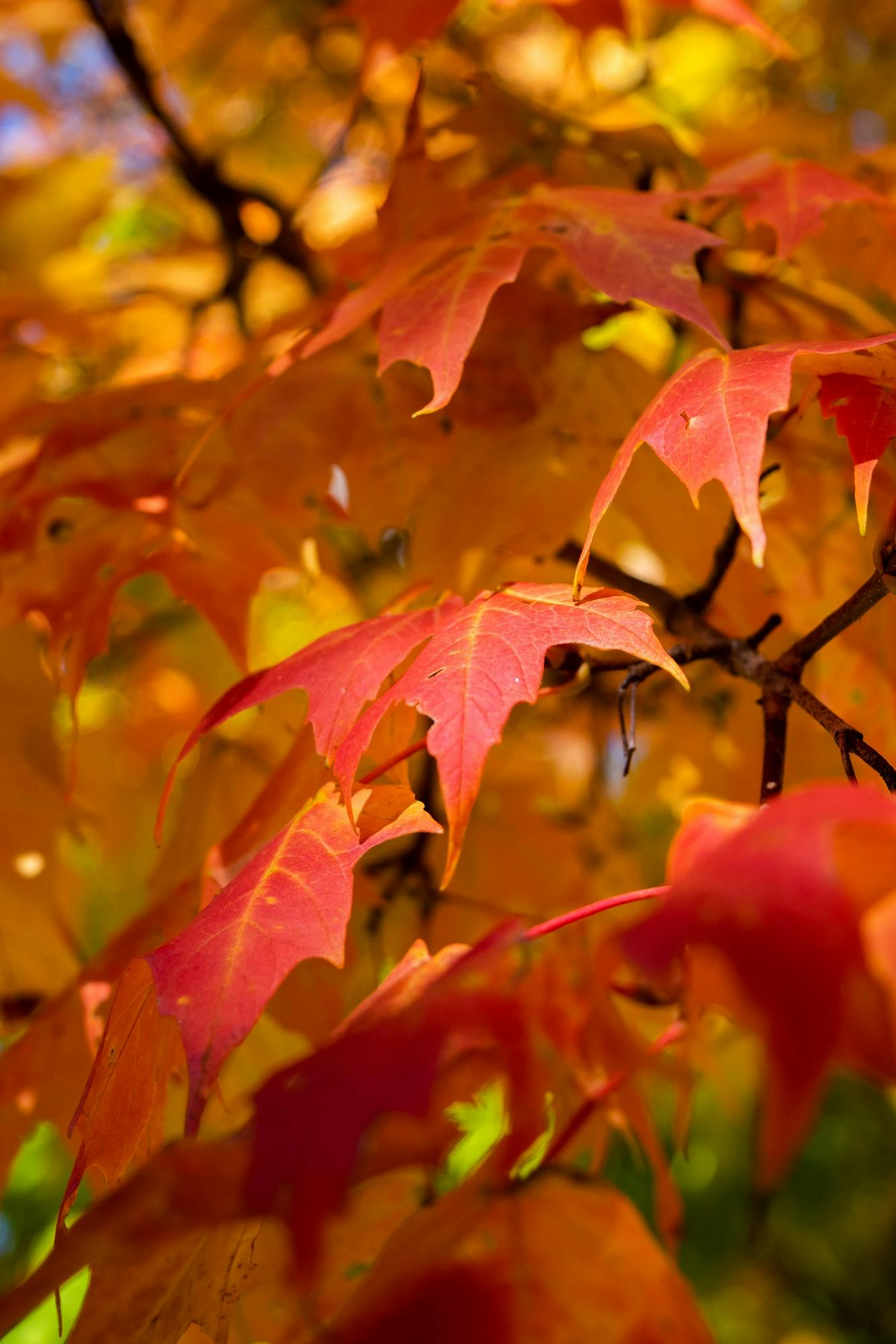 d_(fallphotos)_(09/30/22)_03