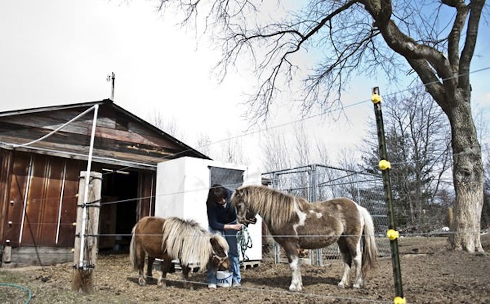 ponies-lm-03
