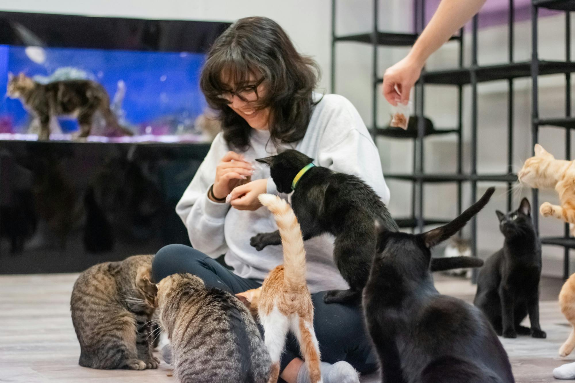 d_catcafeinflux_photo_9-6-26_1.jpg