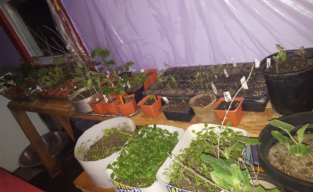 A small container garden in the home of Shishu Miah, a Detroit resident.