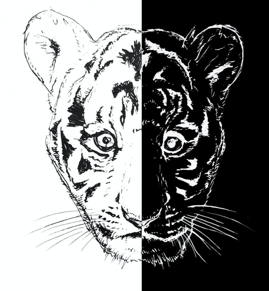 Black and White Tiger