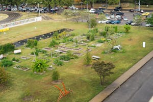 TIGUrS fights for their garden