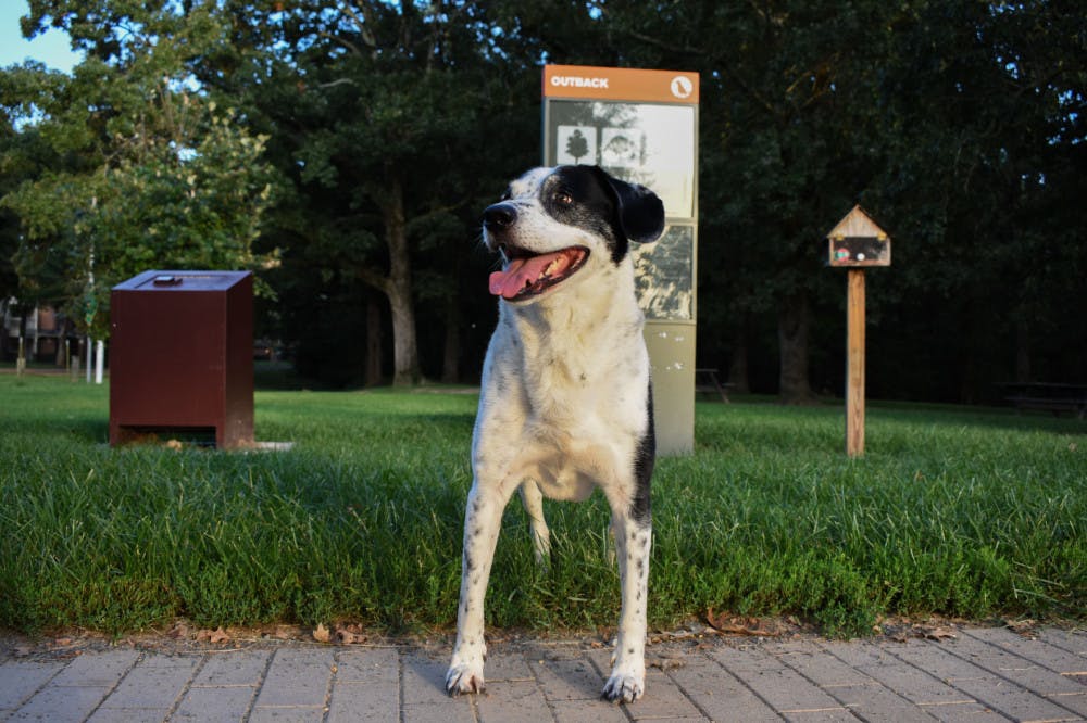 <p class="p1"><span class="s1">Despite warning signs from the water at the park, visitors are still bringing their dogs for walks at Shelby Farms. The Animal Poison Control Center stated that even a few mouthfuls of algae contaminated water can cause death in dogs.</span></p>