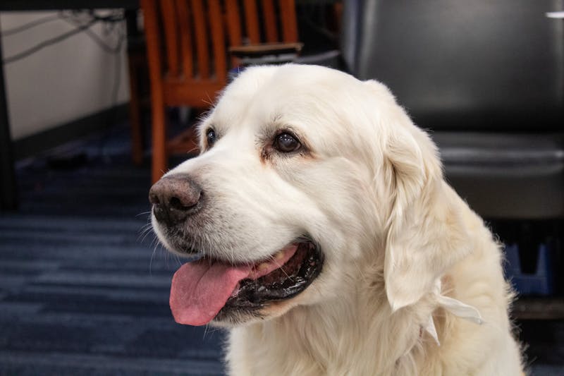Therapy dogs help students relax before finals