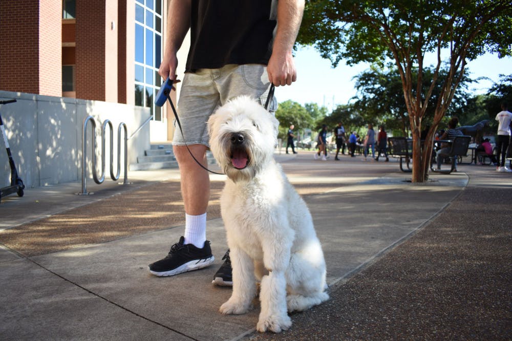 <p class="p1"><span class="s1">Heat stroke in the summer months is something water and continual checkups can curb. Some veterinarians urge dog owners to be careful on hot days, as it will be during the Labor Day weekend.</span></p>