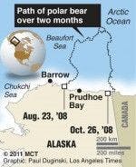 Polar bear's long swim illustrates ice melt