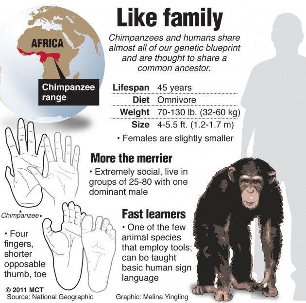 The stressful lives of chimpanzees