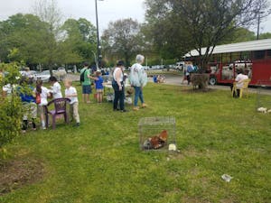 Tigers Garden Anniversary 3