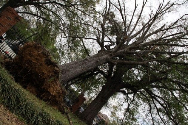 Storm uproots fraternity house's tree