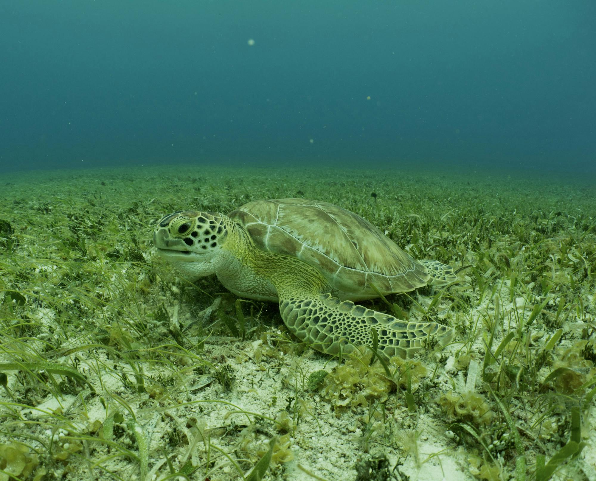 Emily Whitehead Personal Photograph