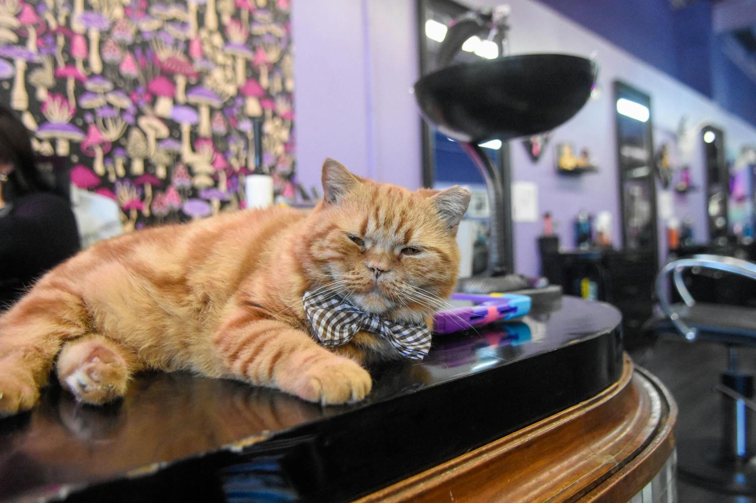 11-09-24 Cats in Cafes