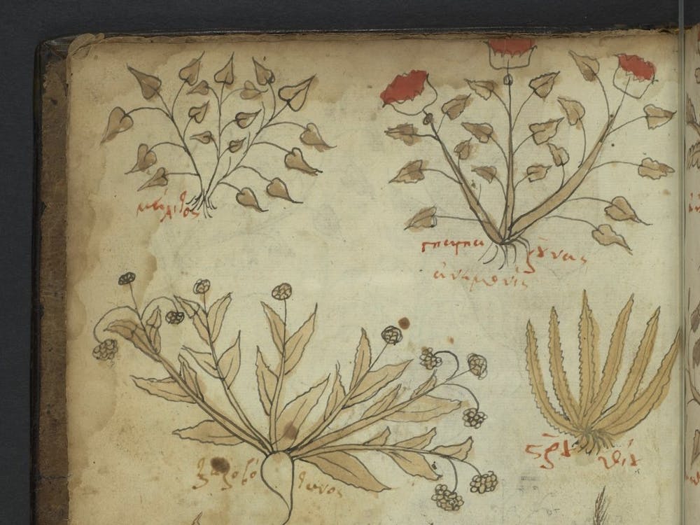 University of Pennsylvania LJS 62: Herbal in the tradition of Dioscorides, fol. 5v