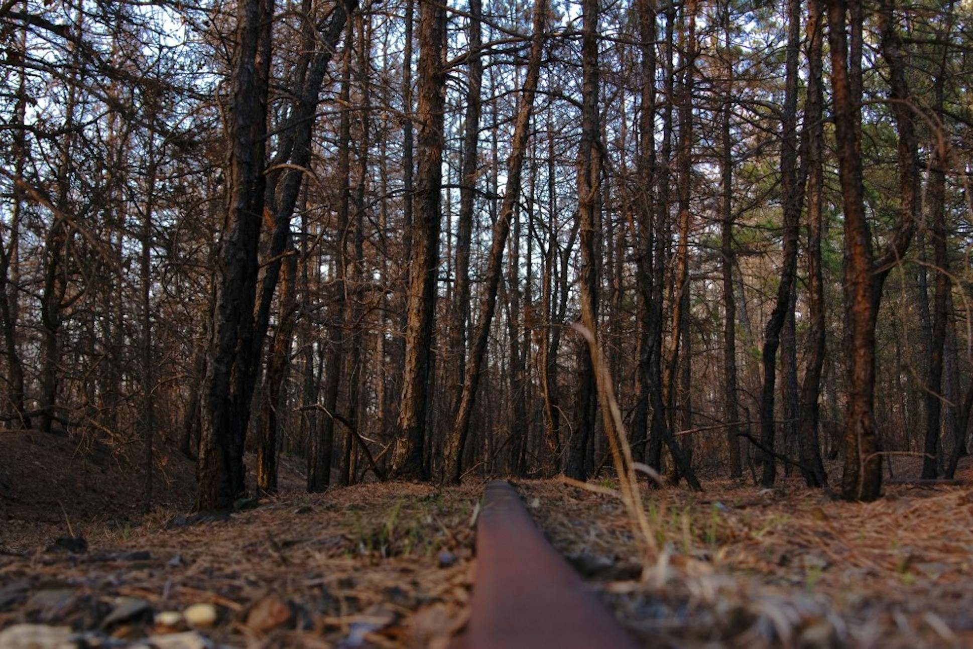 Wharton state forest