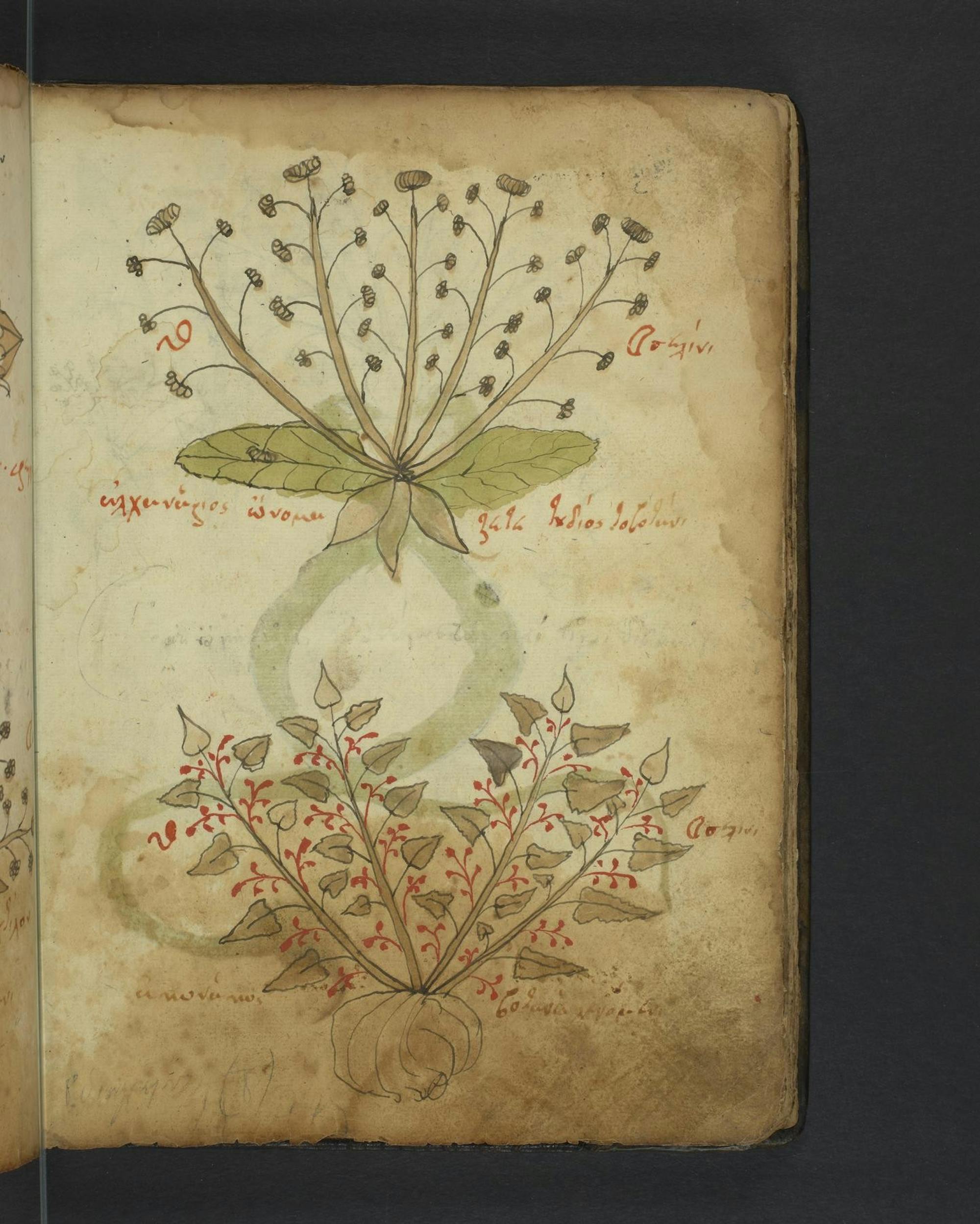 STREET Herbal 2.jpeg