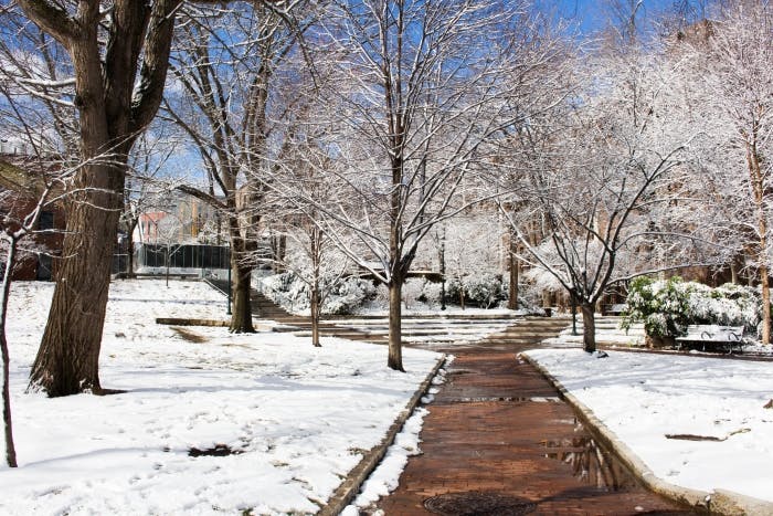 snowy college green