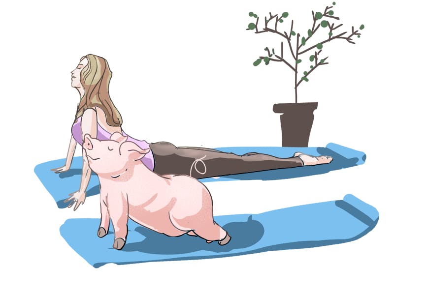 jakelem_pigyoga.png