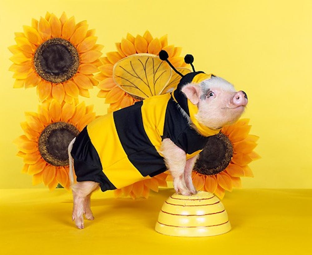 Пчела свинья. Поросенок в костюме пчелы. Свинья пчела. Костюм свиньи. Костюм пчелы.