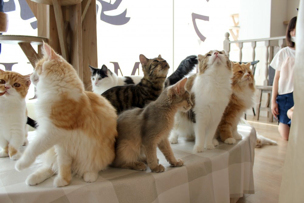 cat cafe