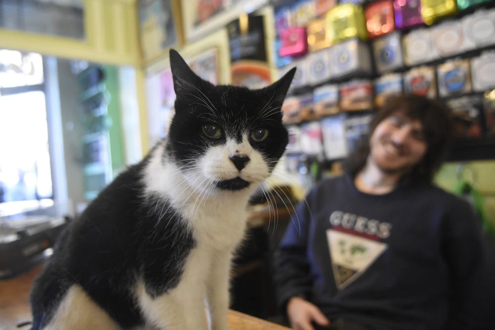 Record Shop Cat