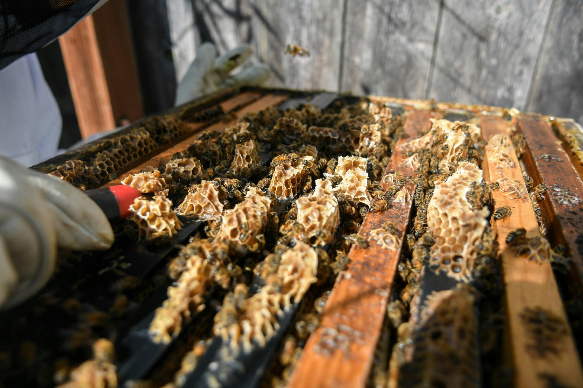 09-15-24 Penn Beekeeping 