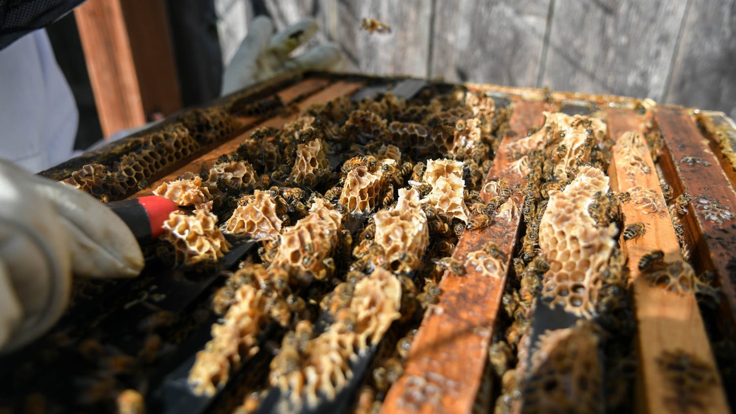 09-15-24 Penn Beekeeping