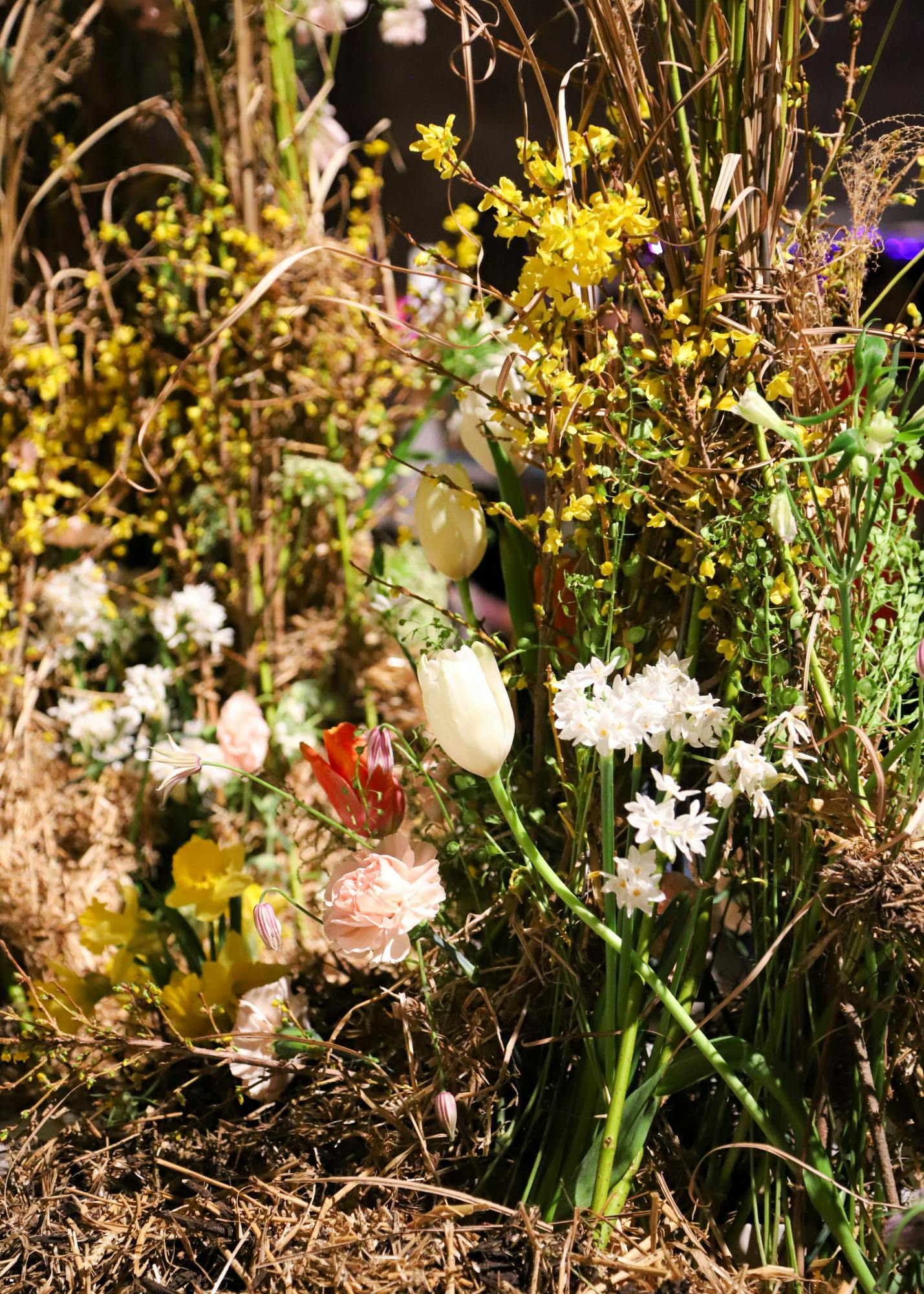 02-28-26 Philly Flower Show (Connie Zhao) 8-1.jpg