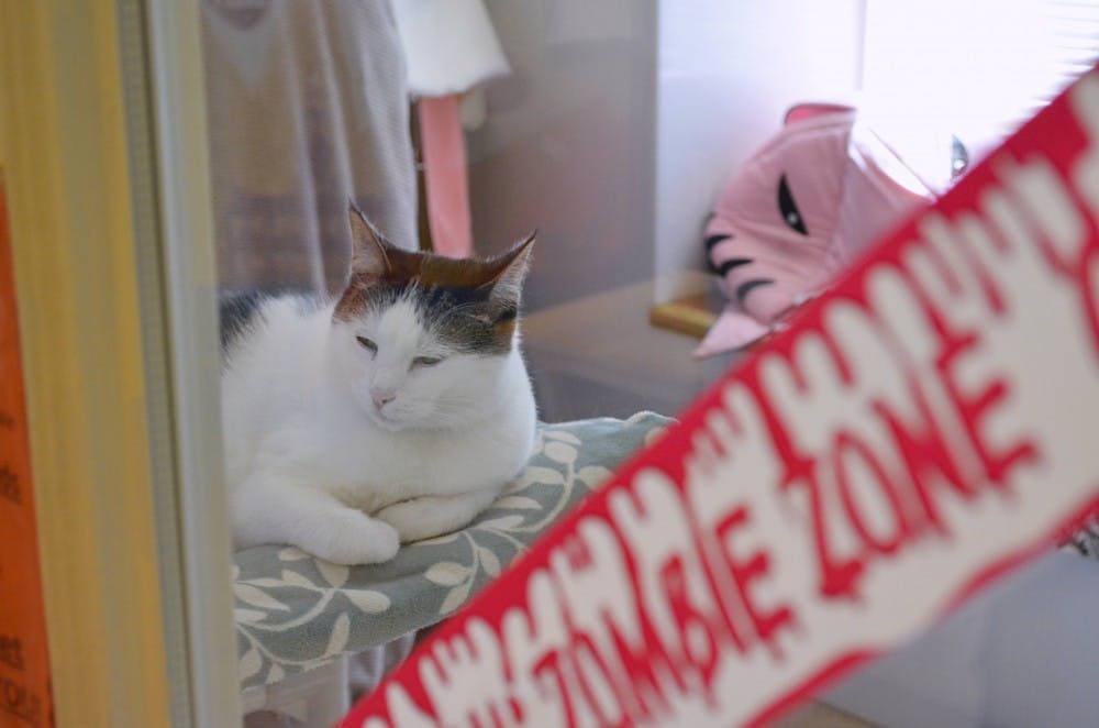 STAFF_adoption shelter_sophiazhu2.JPG