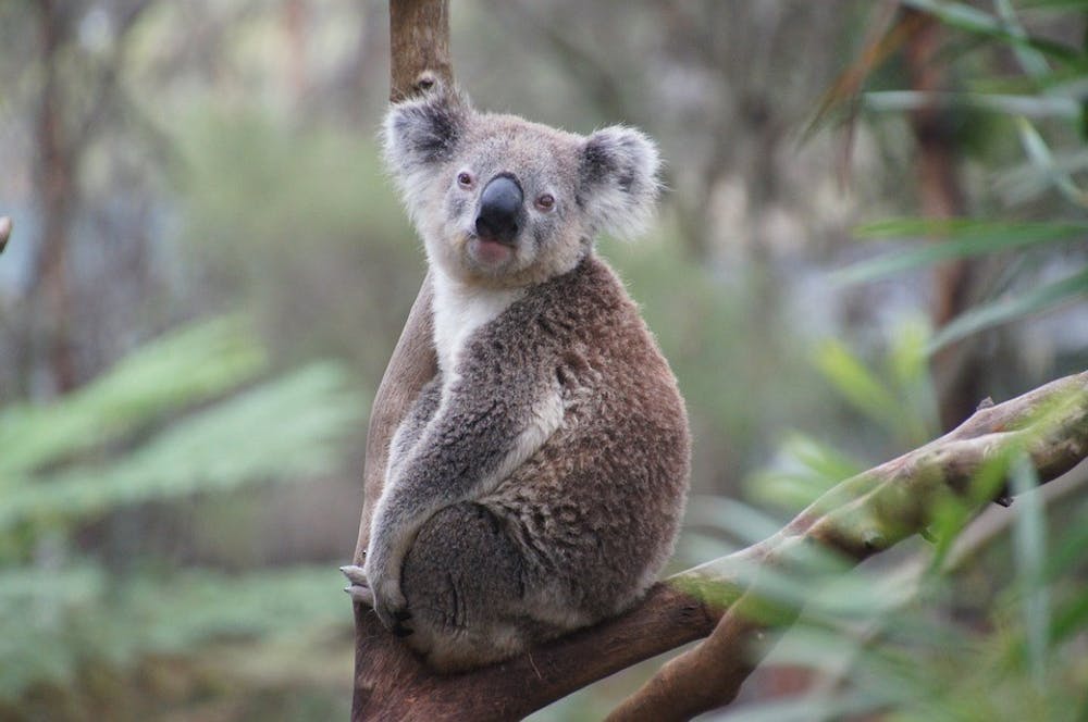 chlamydia koala
