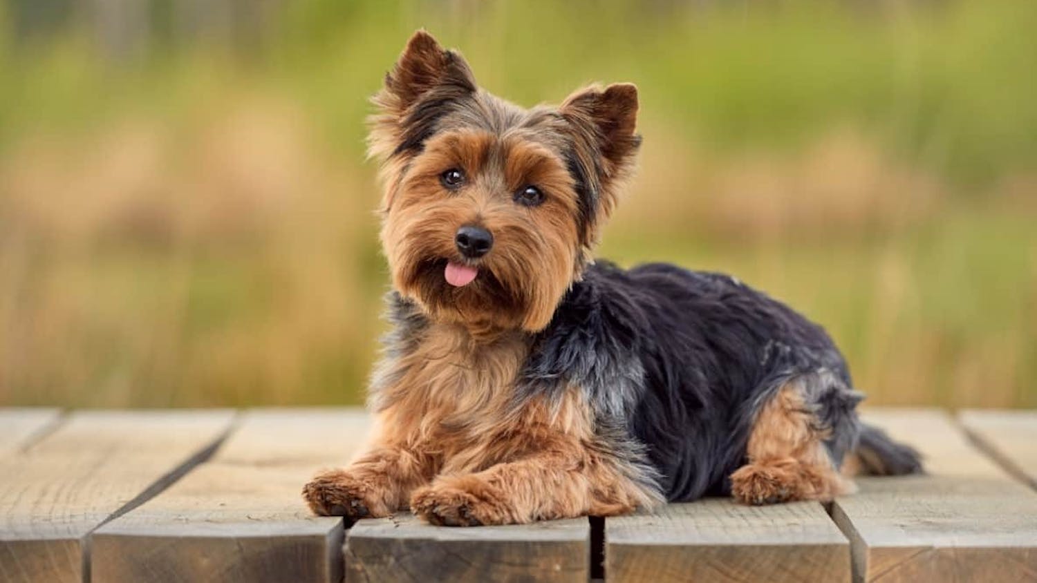 yorkshire-terrier-sitting-on-decking.jpeg