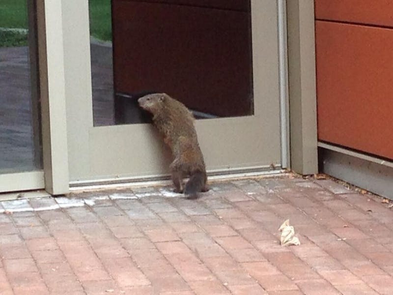 Groundhogs Stage Coup, Overrun Penn Squirrels