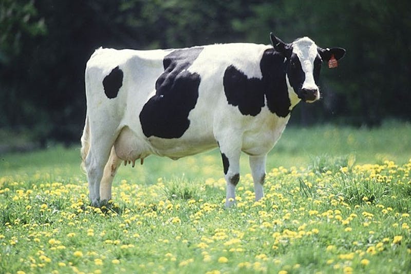 Feeling Cow Sick? Here Are 4 Cures For When You Miss Your Favorite Dairy Cow