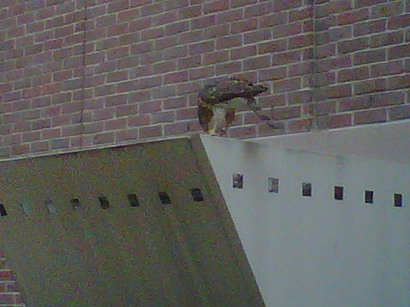 The Murderous Locust Walk Hawk Is Back