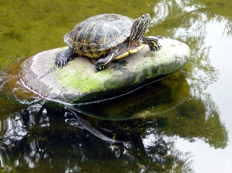 2% of Your Beiler's Order Can Go Toward Saving Biopond Turtles Tomorrow