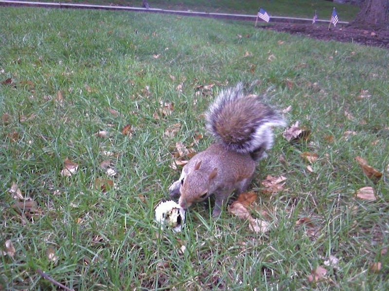 Penn Girls Squirrels Love Sushi