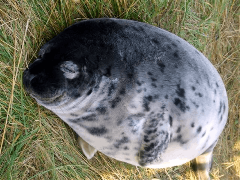 How to Cook Your Chonky Seal