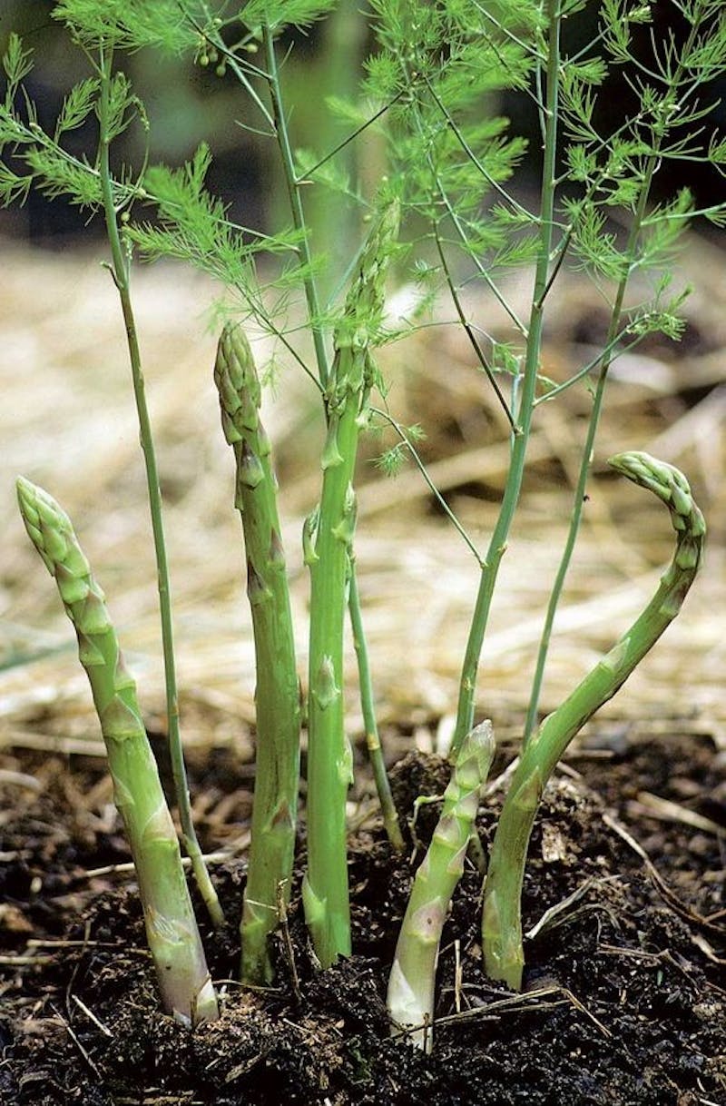 What's With Asparagus?