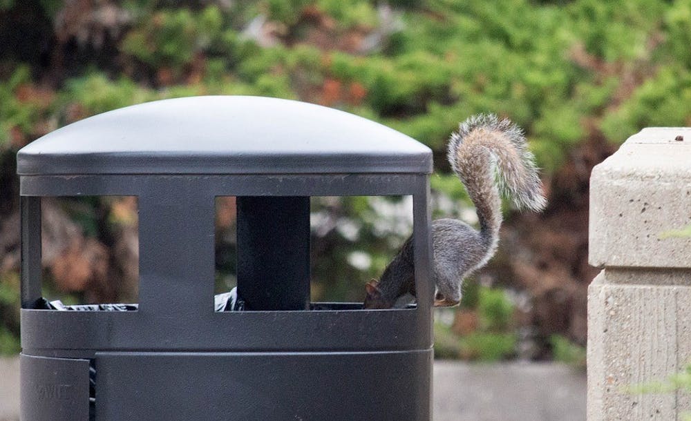 wildlife-nature-trash-fall-squirrel-3248812