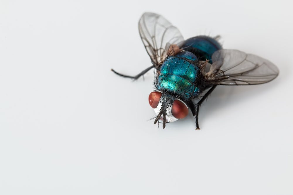 blowfly-2151453_1920