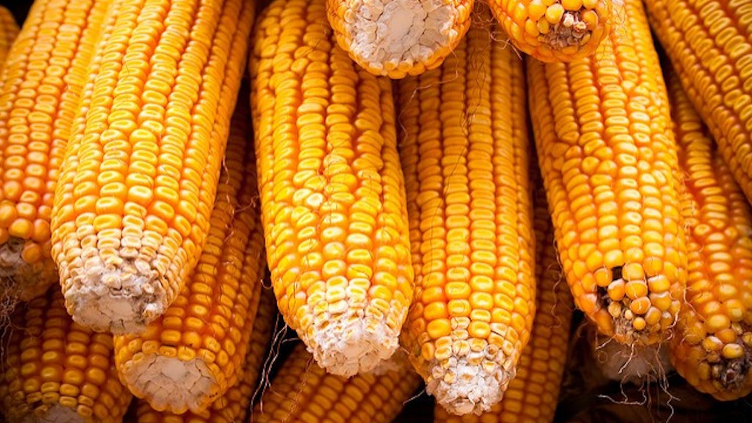 Photo by Alexander Savin / CC 2.0