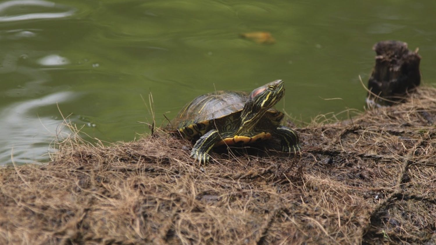 Photo by Tiffany Pham / The Daily Pennsylvanian
