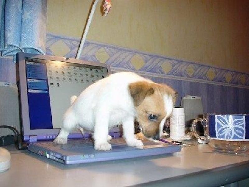 In Which A Dog Might Pee On Your Computer