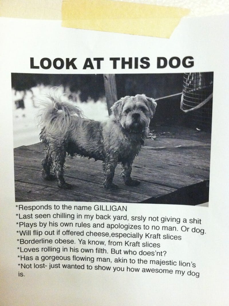 Have You Seen This Dog?