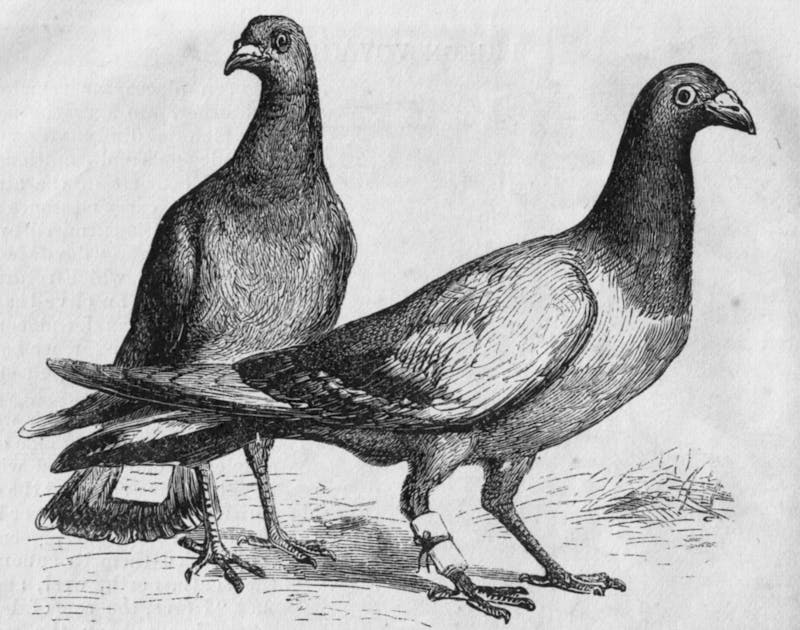 Philomathean Society Communicates Via Messenger Pigeons Instead of GroupMe