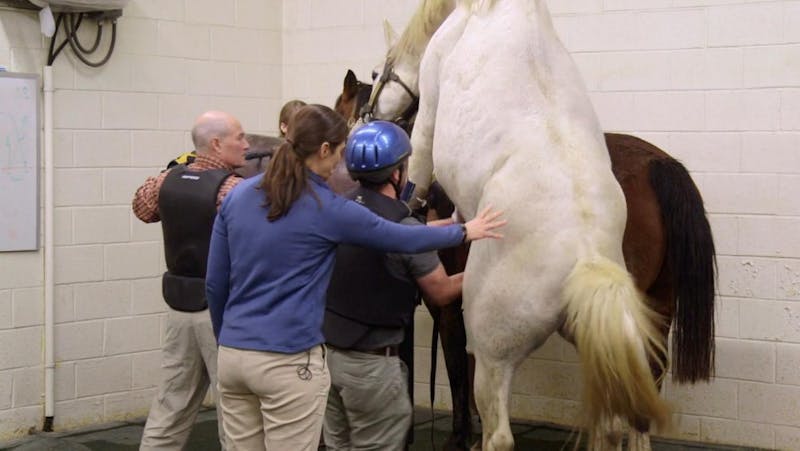 PennVet Student Masturbates Horse on National Television